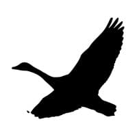 Free Movement logo