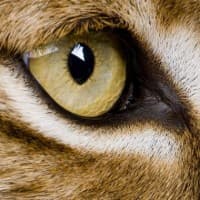 Lynxlex logo