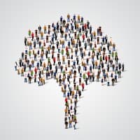 Olive Tree International Search logo