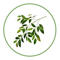 Olive Technologies Middle East logo